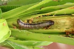 uploads/images/pest/groundnut caterpillar.jpg